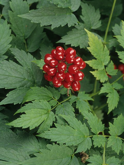 What Is the Ginseng Plant? Meet a Functional Ingredient in Groovy Social