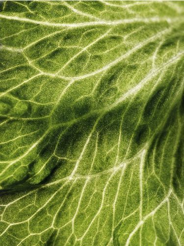 LEMON BALM