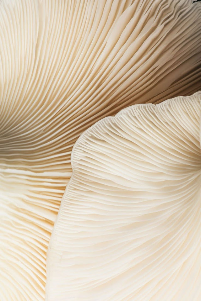Lion's mane