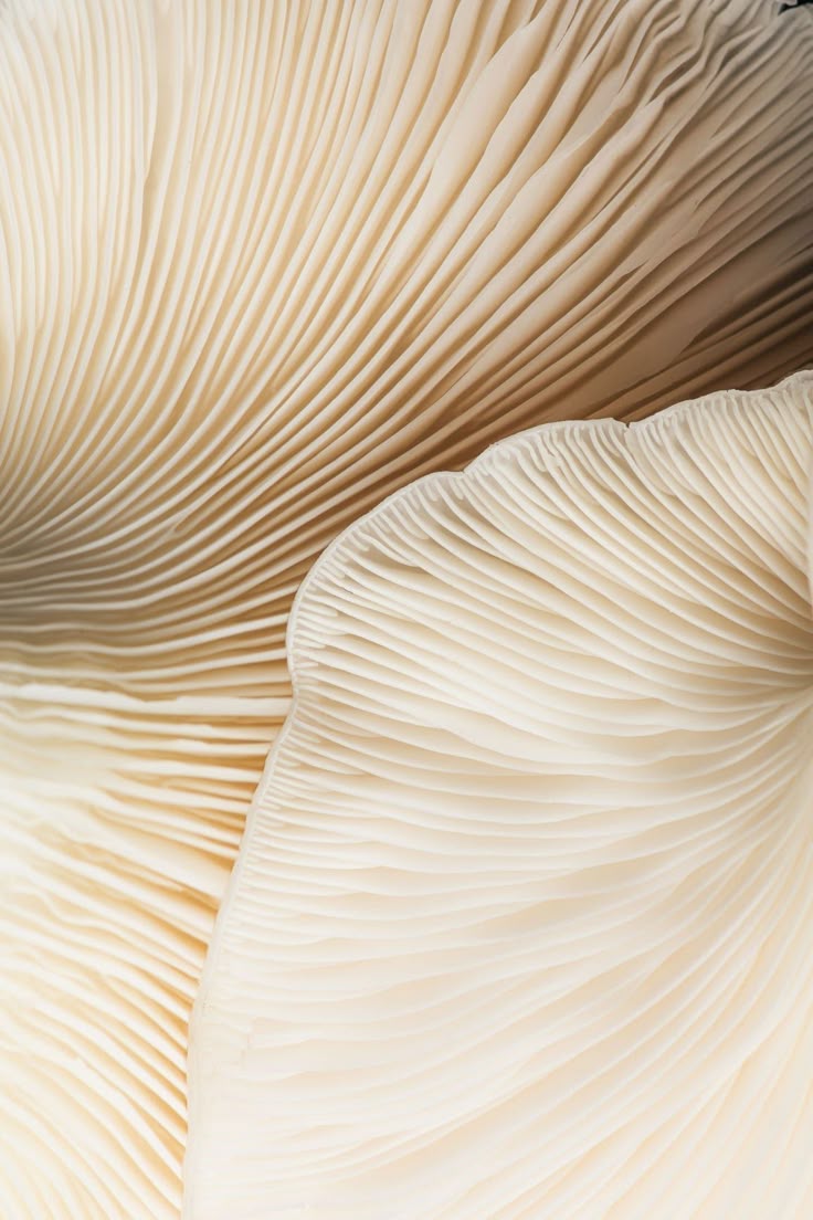 Lion's mane