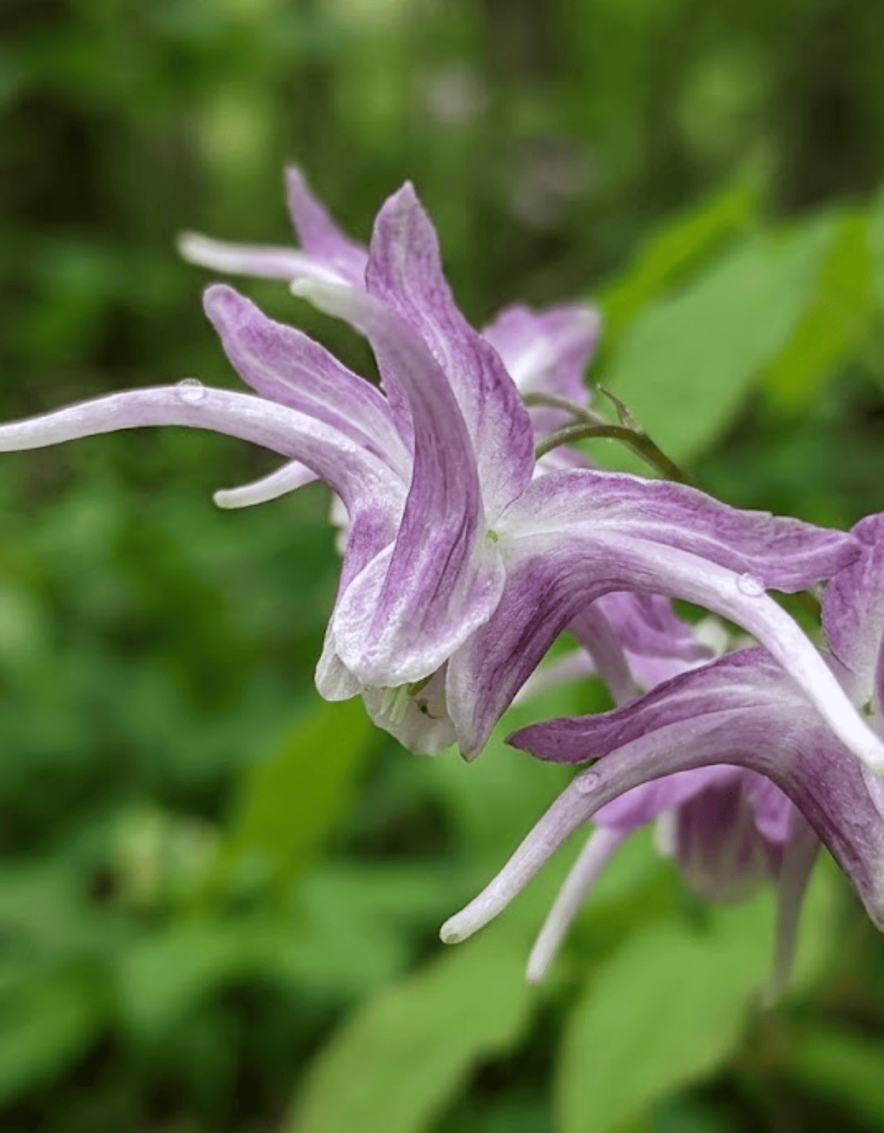 Horney goat weed